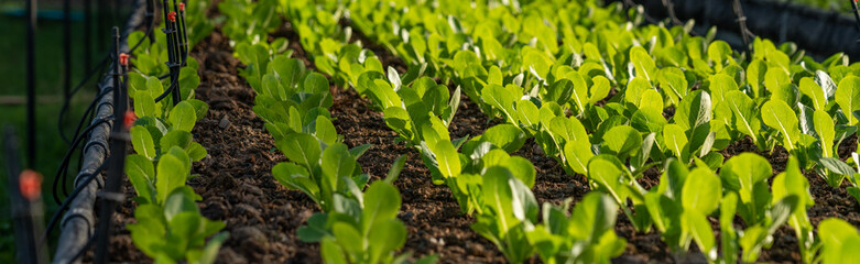 Vegetables, hydroponic, horticulture inn Thailand