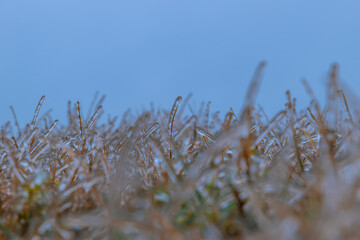 dry grass covered with ice against the sky