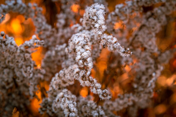 fluffy white plants covered with frost on an orange background