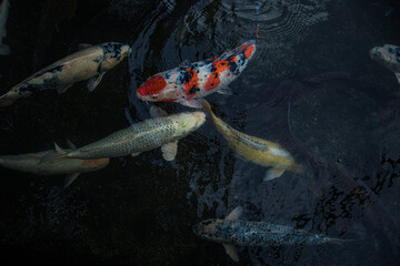 Detail of colorful Koi Fishs or Koi Carp swimming inside the fish pond at sunny day, Japanese fish...