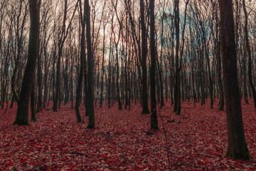 autumn forest in the evening at sunset