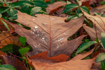 an oak leaf in the grass with dewdrops