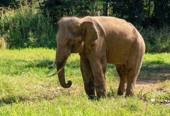 Fototapeta premium Thai Elephants and Elephant Conservation Camp Khao Yai