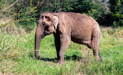 Thai Elephants and Elephant Conservation Camp Khao Yai