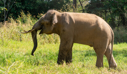 Fototapeta na wymiar Thai Elephants and Elephant Conservation Camp Khao Yai