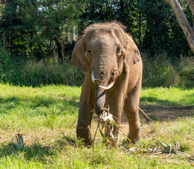 Thai Elephants and Elephant Conservation Camp Khao Yai