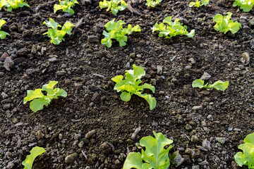 Vegetables, hydroponic, horticulture inn Thailand