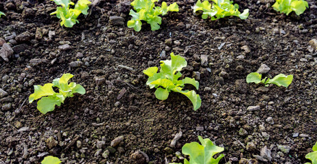 Vegetables, hydroponic, horticulture inn Thailand