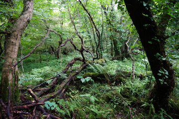 fern and vines in a primeval forest