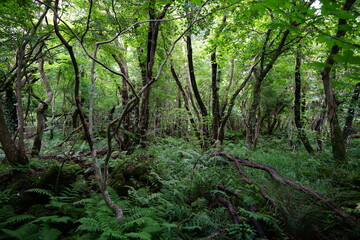 fern and vines in a primeval forest