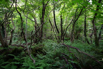 Fototapeta na wymiar fern and vines in a primeval forest