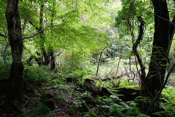 mossy rocks and old trees in a summer forest
