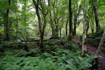 a wonderful summer forest and pathway