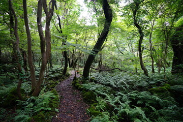a wonderful summer forest and pathway