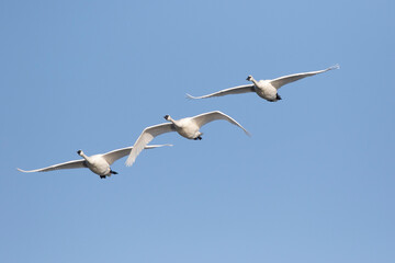 Trumpeter Swans (Cygnus buccinator) in flight Riverlands Migratory Bird Sanctuary, West Alton, Missouri