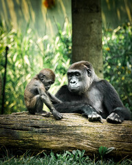 Selective focus shot of a gorilla with a baby © Dakota Spangler/Wirestock