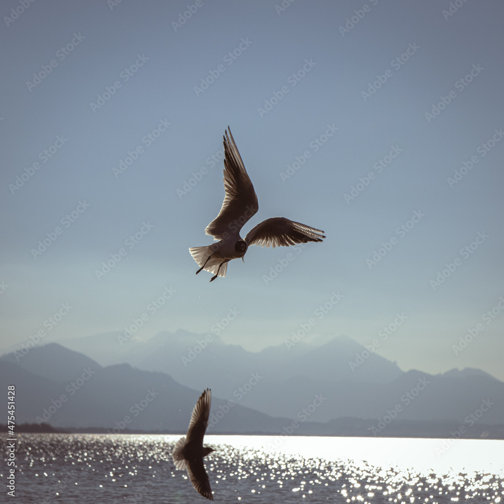 Sticker beautiful view of a larus flying in the sea on a sunny day