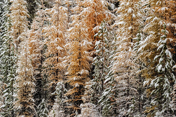 Fresh snowfall coats the autumn larch trees in the Flathead National Forest, Montana, USA