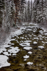 Snowfall coats the forest along Logan Creek in the Flathead National Forest, Montana, USA