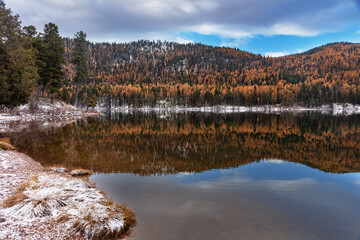Late autumn larch reflects into Salmon Lake in the Lolo National Forest, Montana, USA