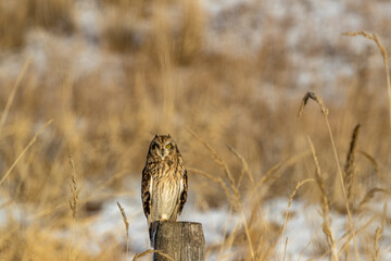 Short-eared owl at Ninepipe National Wildlife Refuge, Montana, USA