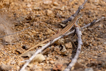 Ein Wüstenrenner in der Seitenansicht aus der Region Erongo