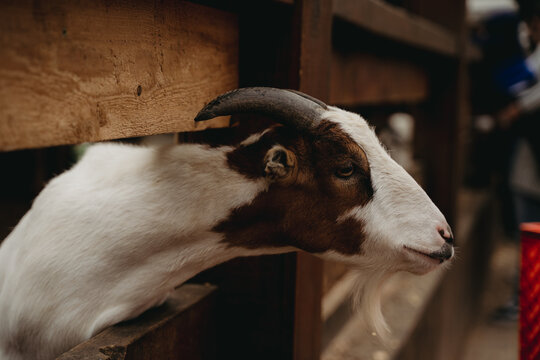 Selective focus shot of a domestic goat behind a wooden fence