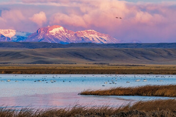 Birds in pond with Ear Mountain in background during spring migration at Freezeout Lake Wildlife...