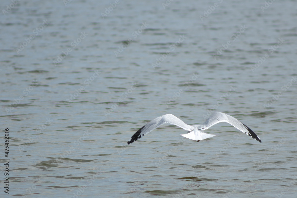 Sticker seagull flying over the ocean