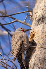 Northern Flicker pecking in tree at Woodland Park in Kalispell, Montana, USA