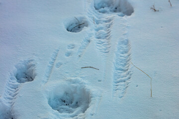 Fresh mountain lion tracks in snow in the Mission Valley, Montana, USA