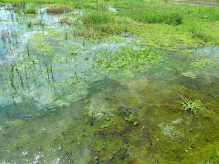 秋の青空を映す湿地風景