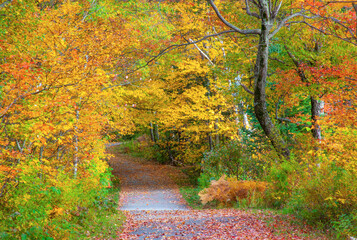 USA, New Hampshire, Franconia, one lane roadway with fallen Autumn leaves and lined with Fall colored maple and Birch trees in reds and golds.