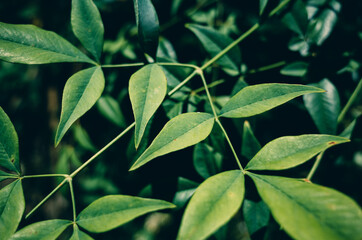 Obraz premium green leaves background