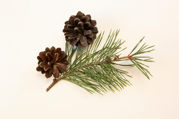 Fototapeta na wymiar Fir branch with cones on a white background. New Year's greetings. Copyspase