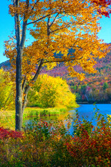 USA, New Hampshire, Franconia, small lake surrounded by Fall color of Maple, White Birch, and American Beech