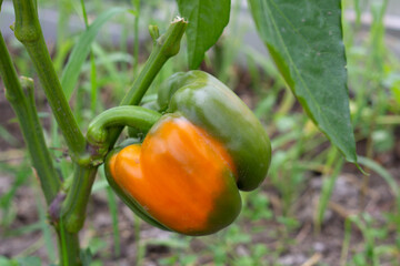 Large sweet peppers are sung on a bush in a greenhouse. The concept of growing vegetables with your own hands. Close-up.