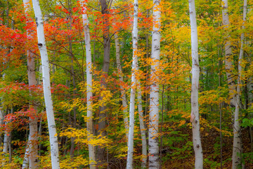 USA, New Hampshire, Gorham, White Birch tree trunks surrounded by Fall colors from Maple, Beech and...