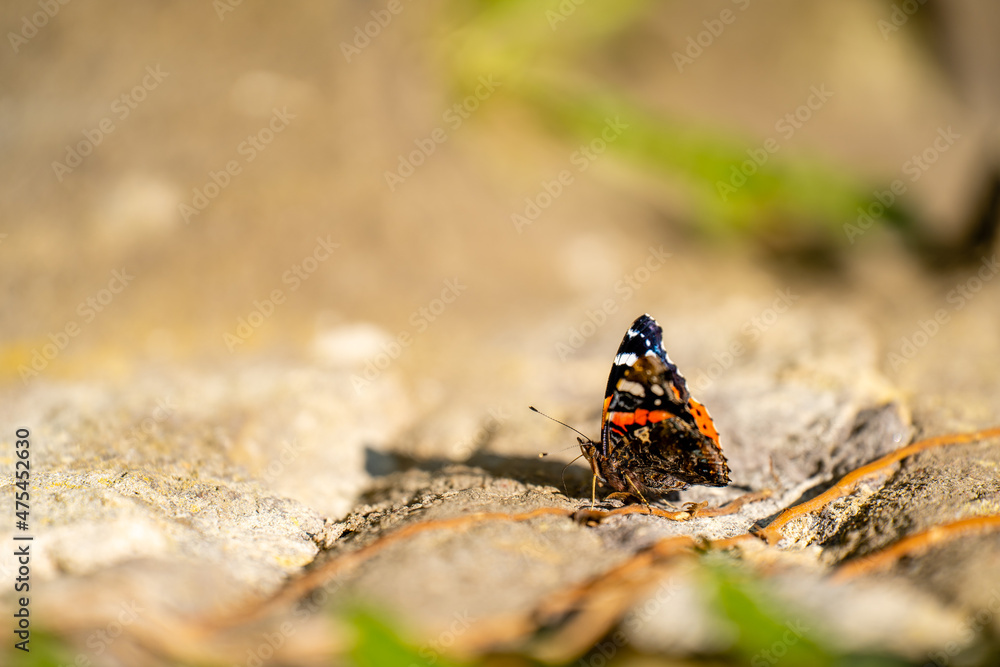 Poster Closeup shot of the Cethosia biblis butterfly perched on a stone