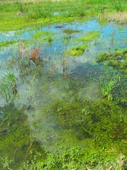 秋の青空を映す湿地風景
