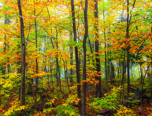 Fototapeta na wymiar USA, New Hampshire, Sugar Hill, Beech trees in Fall color