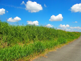 初秋のセイバンモロコシの茂る放水路土手と青空