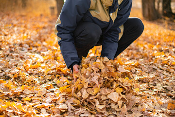 person holding some autumn fallen leaves of golden color