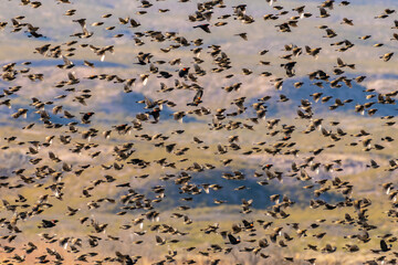 USA, New Mexico, Bosque Del Apache National Wildlife Refuge. Red-winged blackbirds taking flight.