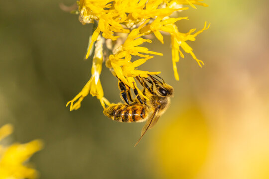 USA, New Mexico. Honey bee on rabbitbrush.