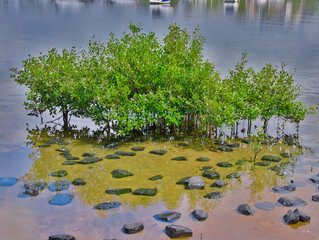Lush green mangrove trees growing on Sydney Harbour at Concord Bay NSW Australia