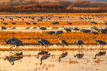 USA, New Mexico, Bosque Del Apache National Wildlife Refuge. Sandhill cranes in water at sunrise.