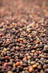 Portrait oriented background view of Selective focus on coffee berries with background blur bokeh , drying in the sun at a coffee farm.