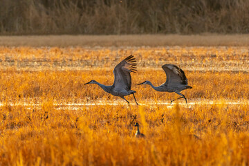 USA, New Mexico, Bosque Del Apache National Wildlife Refuge. Sandhill cranes taking flight at...