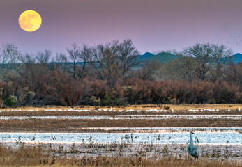 USA, New Mexico, Bosque Del Apache National Wildlife Refuge. Full moon rising and birds.